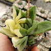 Haworthia cymbiformis variegata