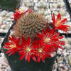 Rebutia fulviseta