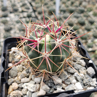 Ferocactus viridescens v. orcuttii valle de las palmas