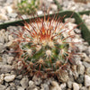 Mammillaria moelleriana