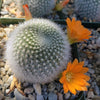 Rebutia muscula