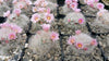 Mammillaria glassii v. ascensionis