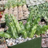 Huernia Nova Mccoy
