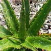 Aloe &