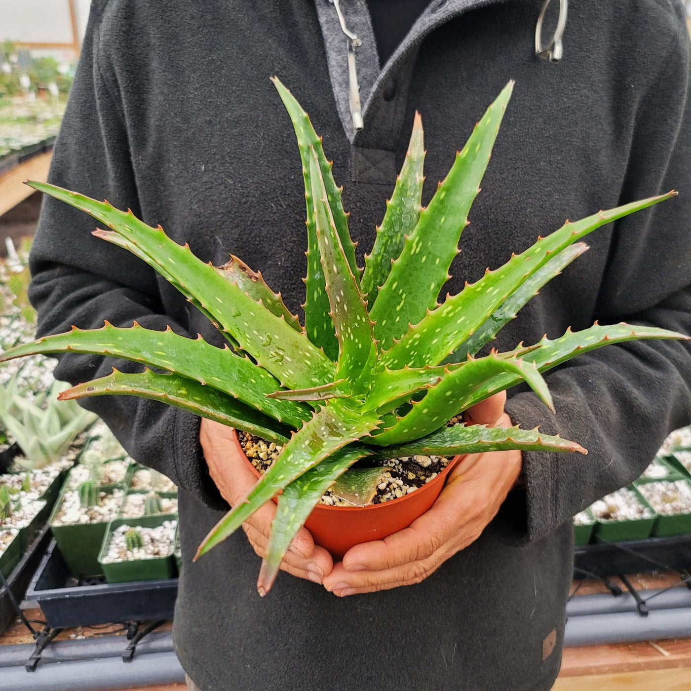 aloe vera plant oxygen at night Aloe 'Night Sky' Info