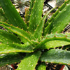 Aloe &