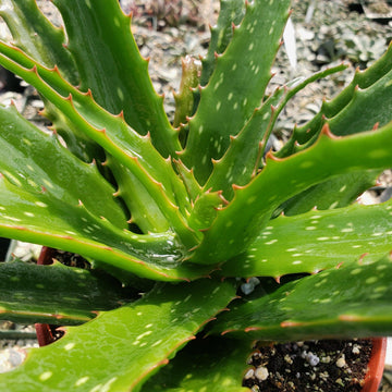 olive aloe vera Aloe 'Night Sky'