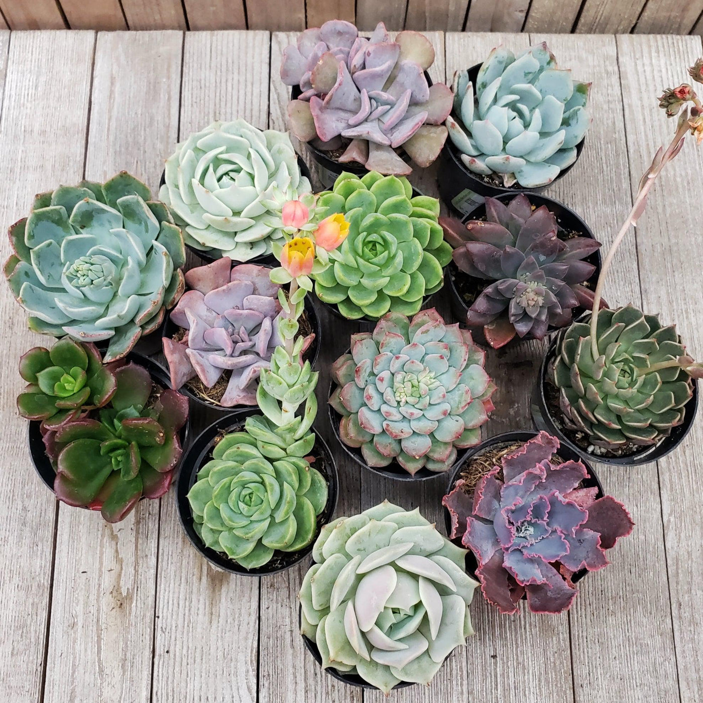succulent with flower on top 2.5" Echeveria Trio Assortments 9-Pack