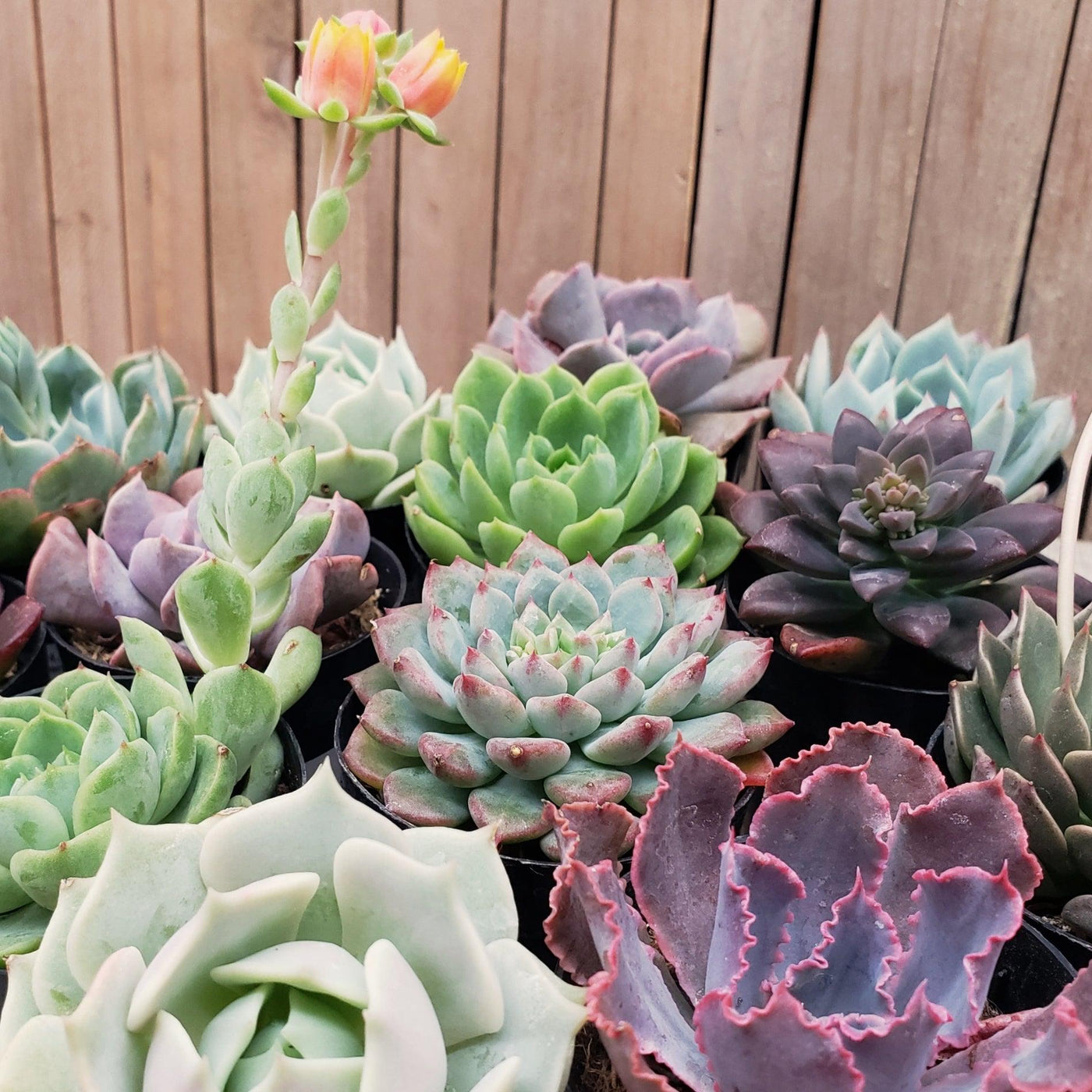 buy colorful succulents 2.5" Echeveria Trio Assortments 9-Pack