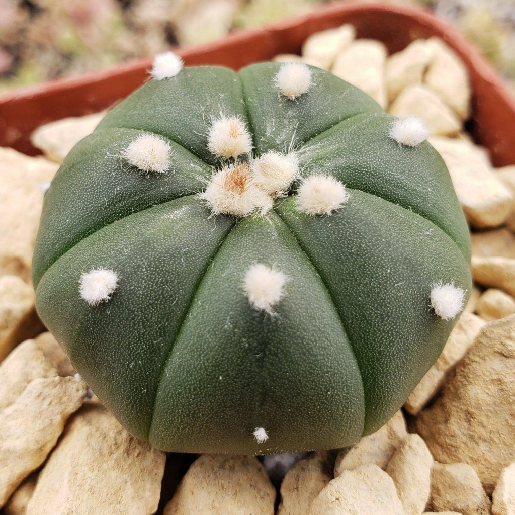 Astrophytum asterias nudum