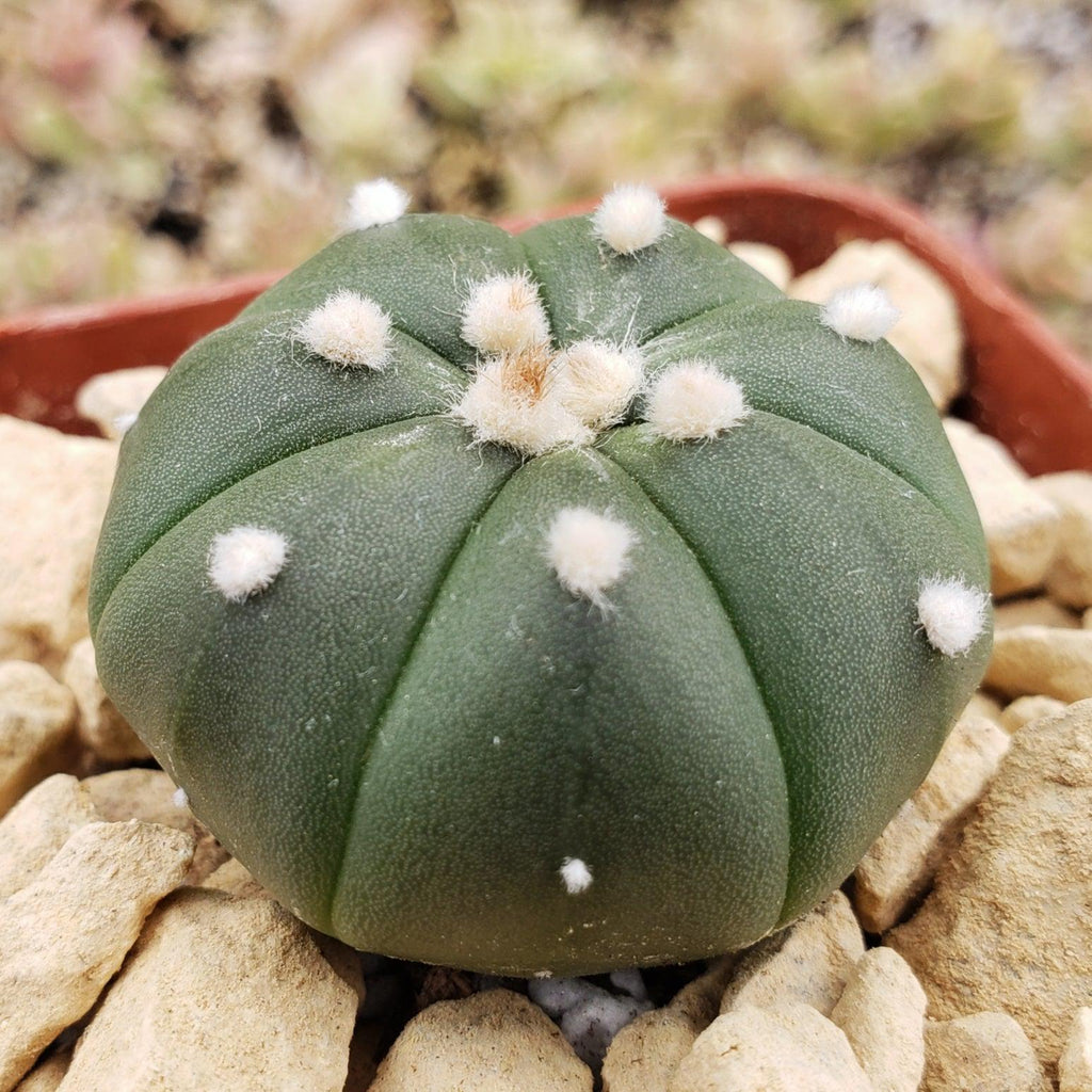 Astrophytum asterias nudum