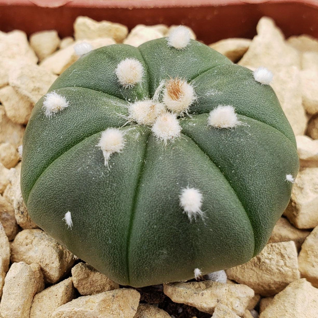 Astrophytum asterias nudum