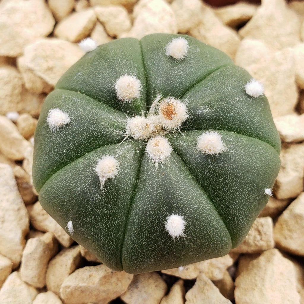 Astrophytum asterias nudum