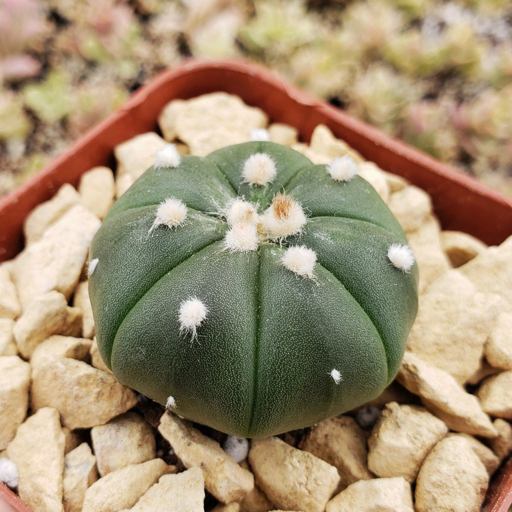 Astrophytum asterias nudum