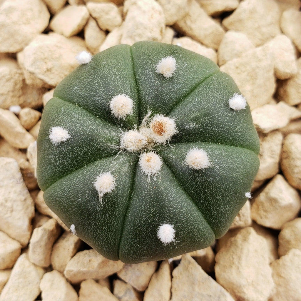 Astrophytum asterias nudum