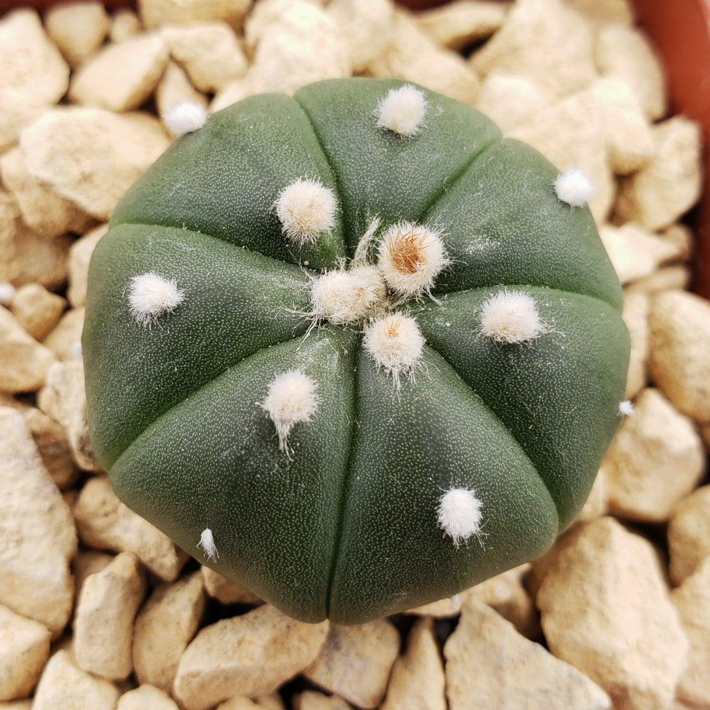Astrophytum asterias nudum
