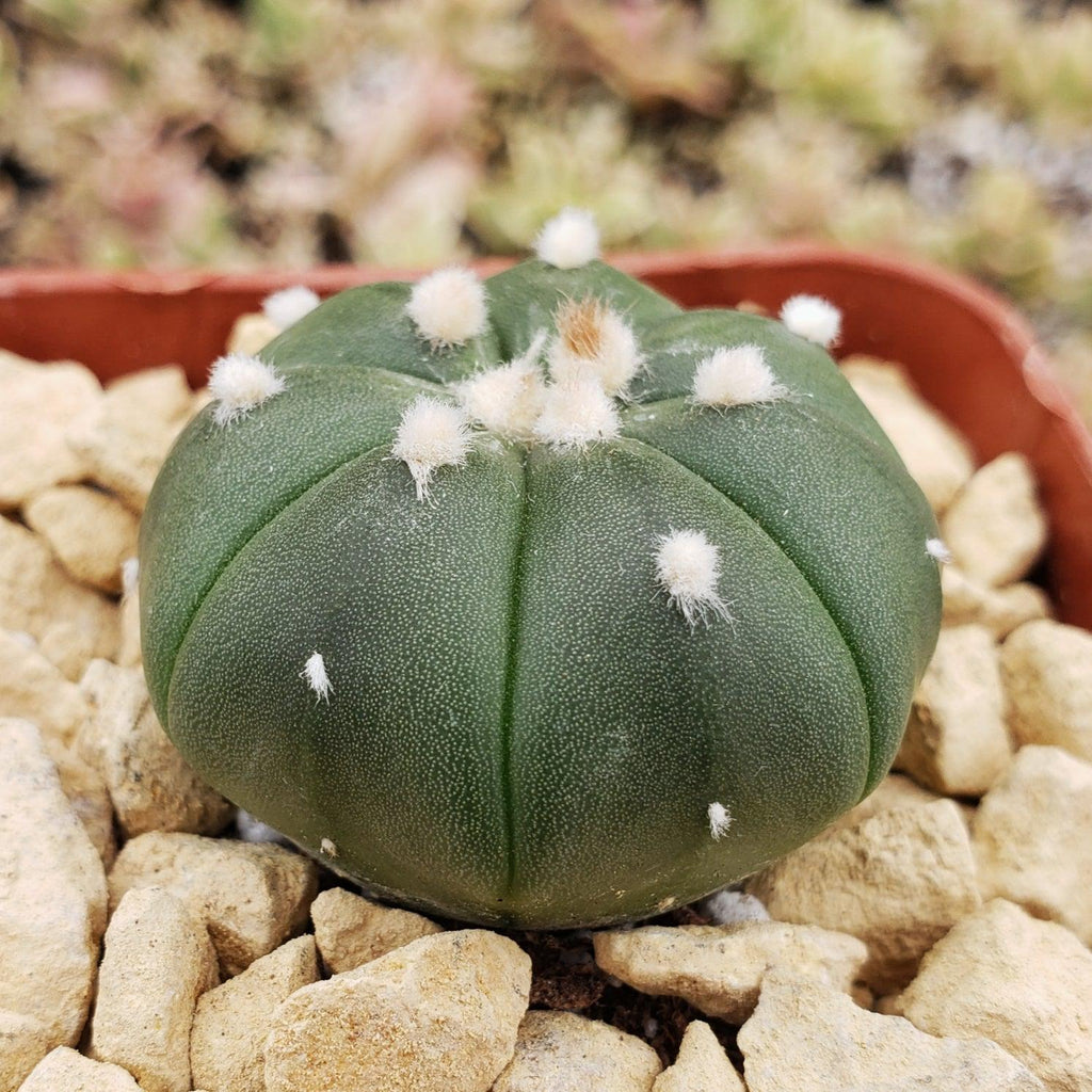 Astrophytum asterias nudum