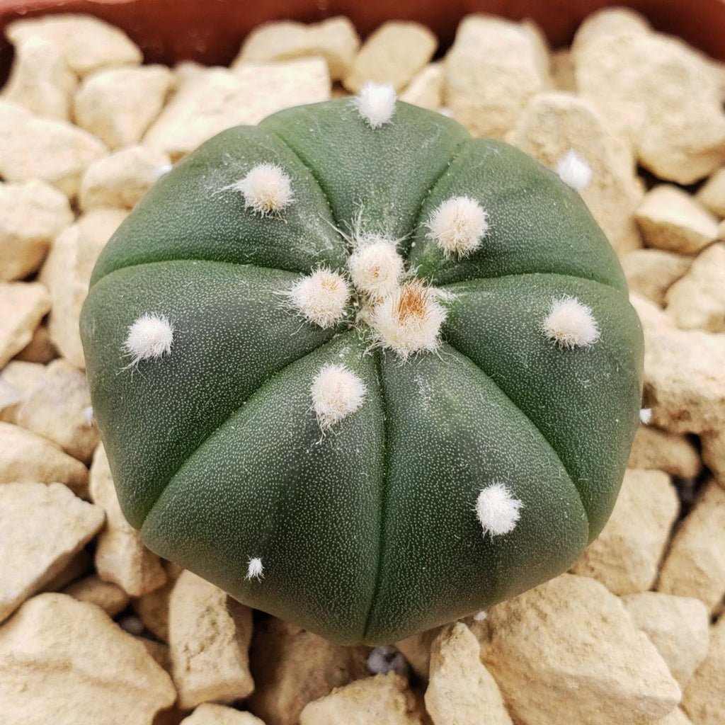 Astrophytum asterias nudum