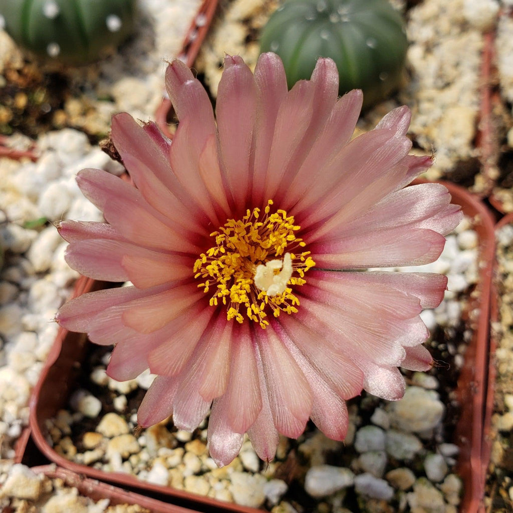 Astrophytum asterias nudum