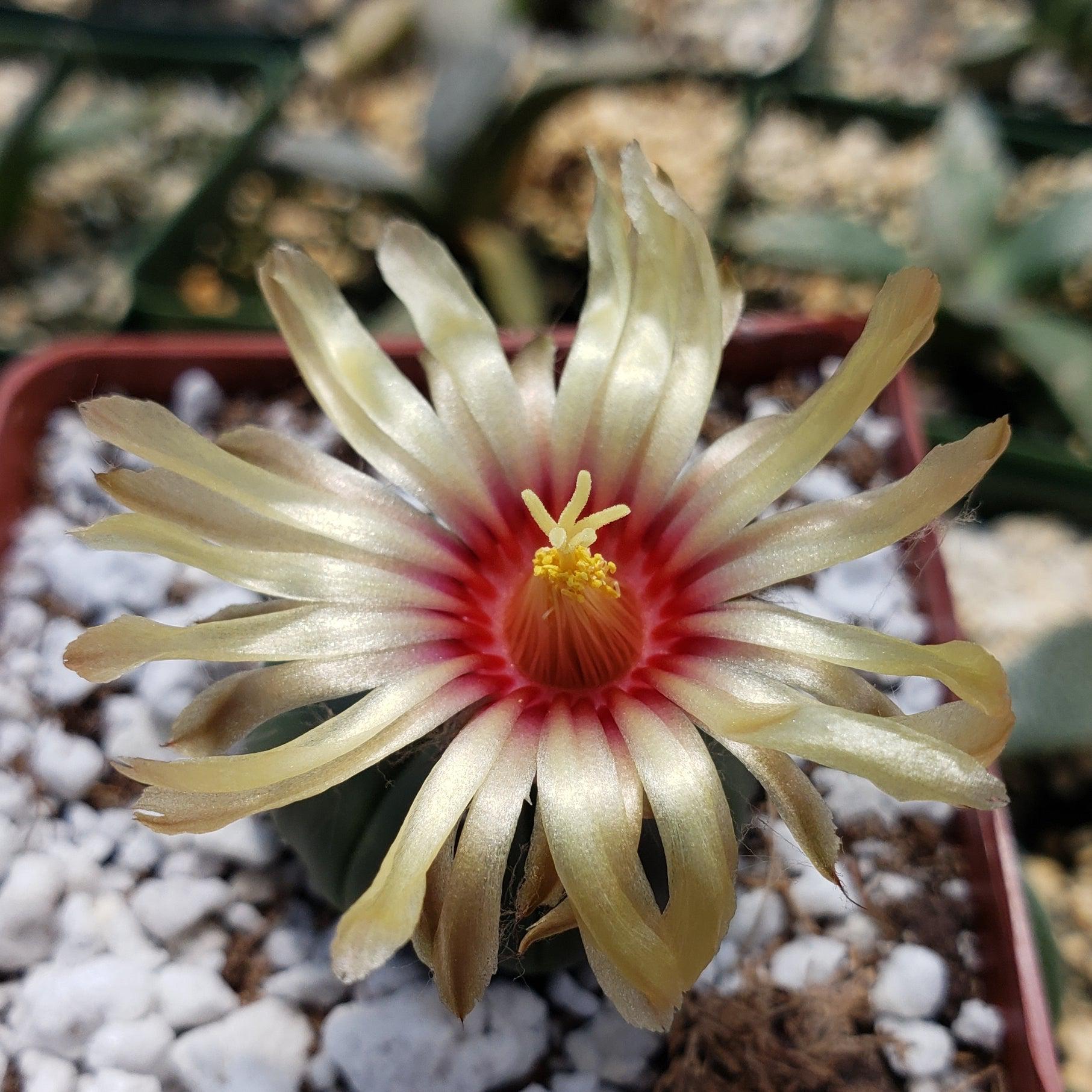 Astrophytum asterias nudum