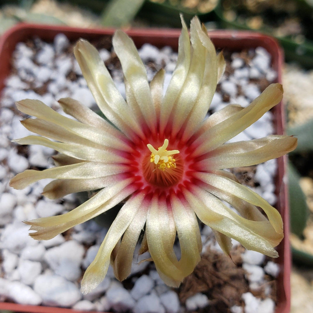 Astrophytum asterias nudum