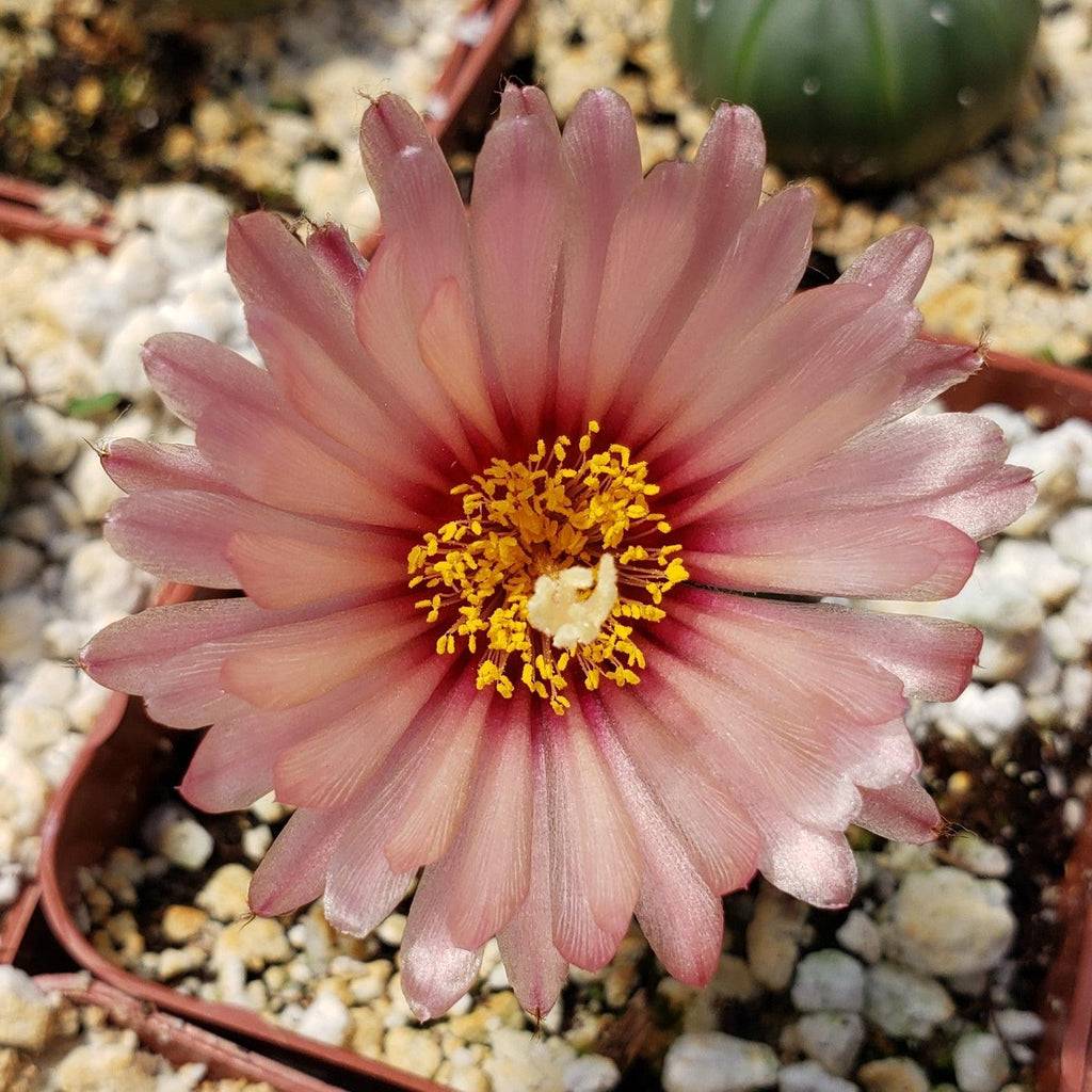 Astrophytum asterias nudum
