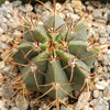 Melocactus concinnus