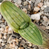 Aloe karasbergensis