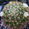 Mammillaria camptotricha marnier