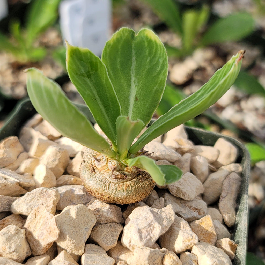 Euphorbia venenifica