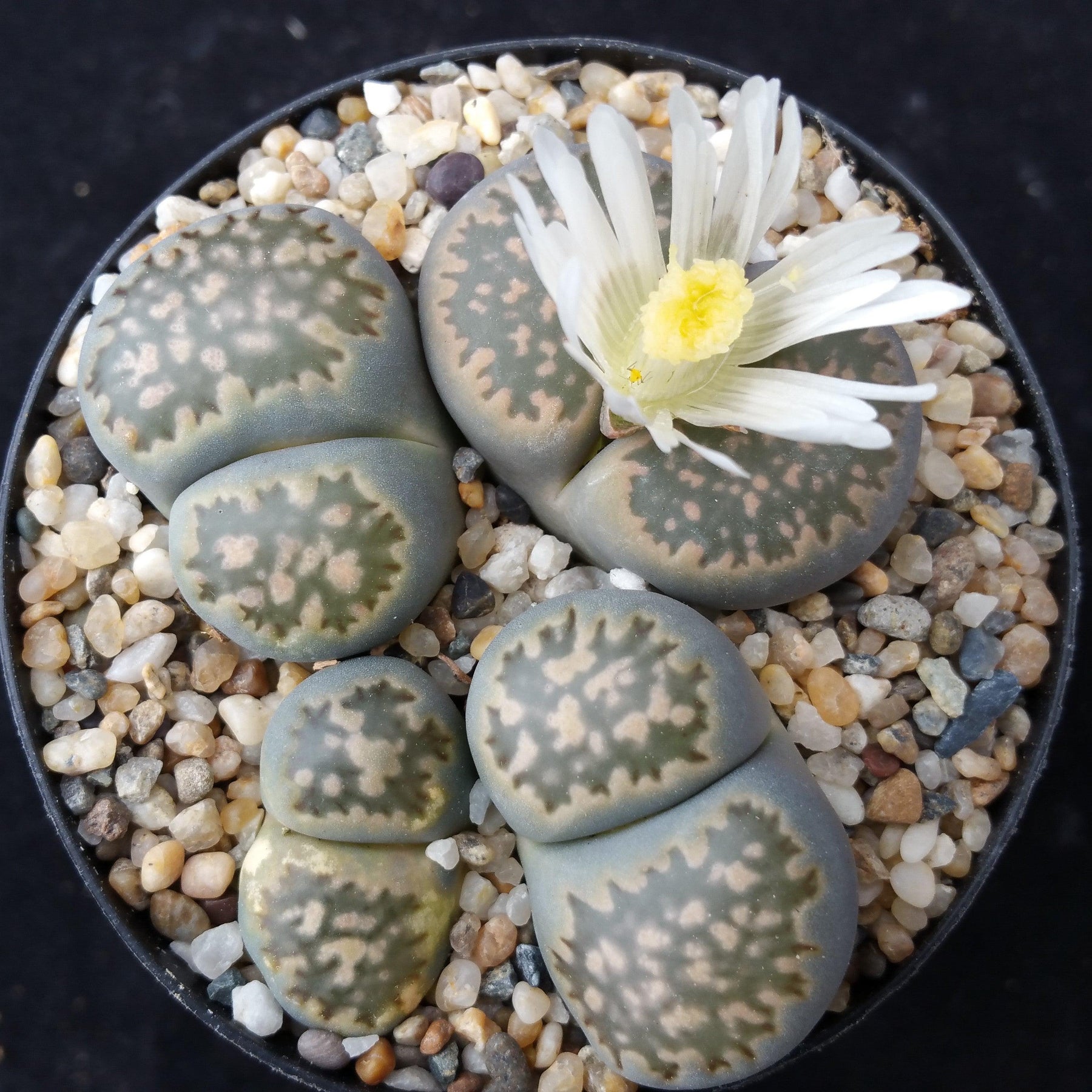living stone succulent for sale Lithops Living Plants for Indoors & Outdoors