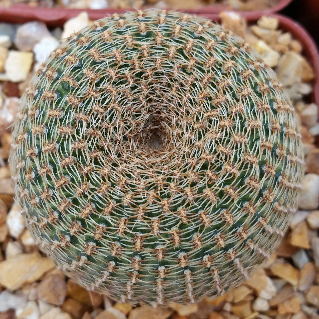 Lobivia famatimensis