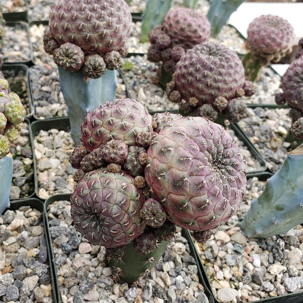 Sulcorebutia rauschii grafted Large