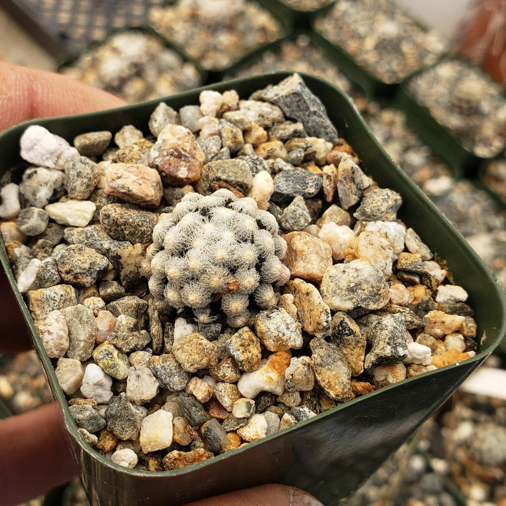 Mammillaria theresae
