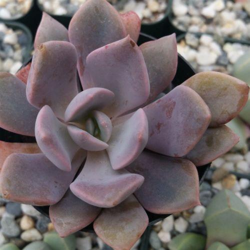 Graptoveria Debbie
