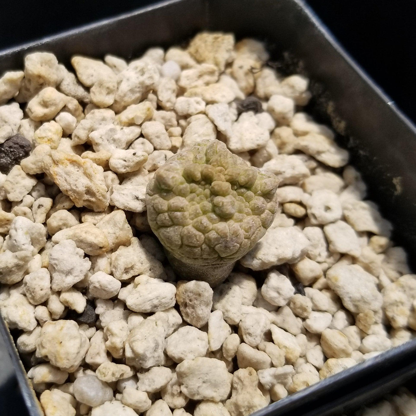 cube shaped succulent Purchase Pseudolithos Cubiformis Succulent