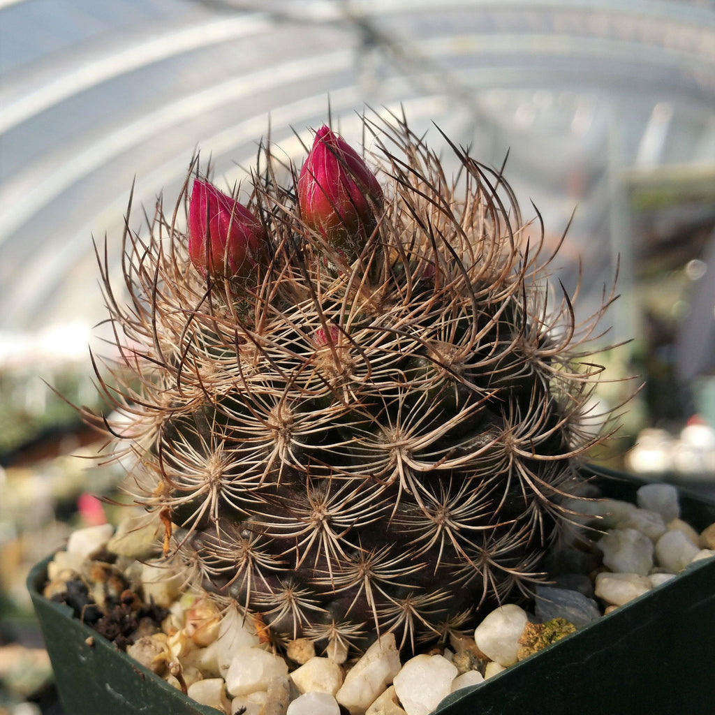 Neoporteria bicolor or Eriosyce islayensis