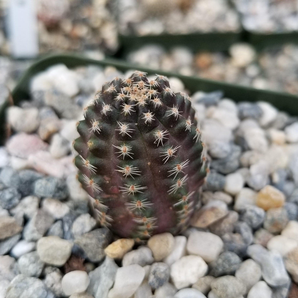 Mediolobivia Tropaolipicta