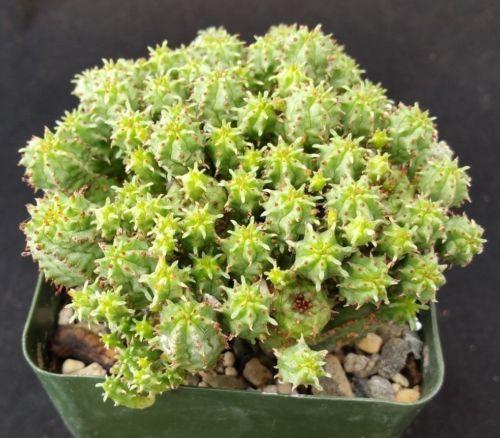 Euphorbia monstrose