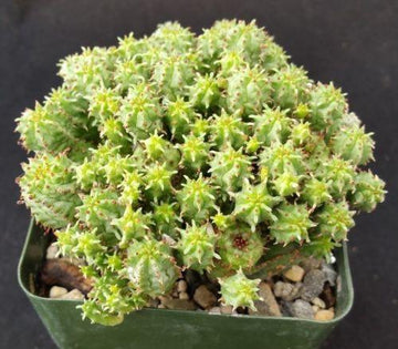 euphorbia monstrose succulent Euphorbia monstrose