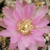 Gymnocalycium neuhuberi