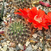 Rebutia kupperiana