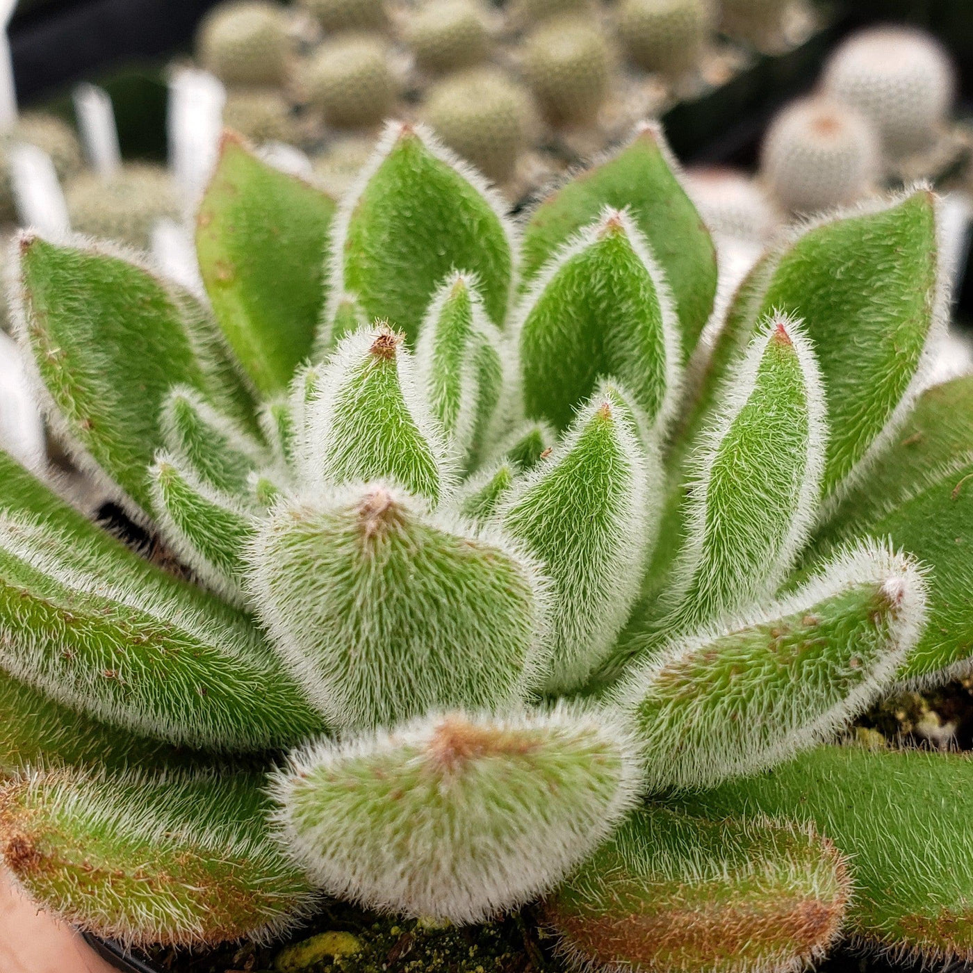 doris taylor succulent care Echeveria Doris Taylor
