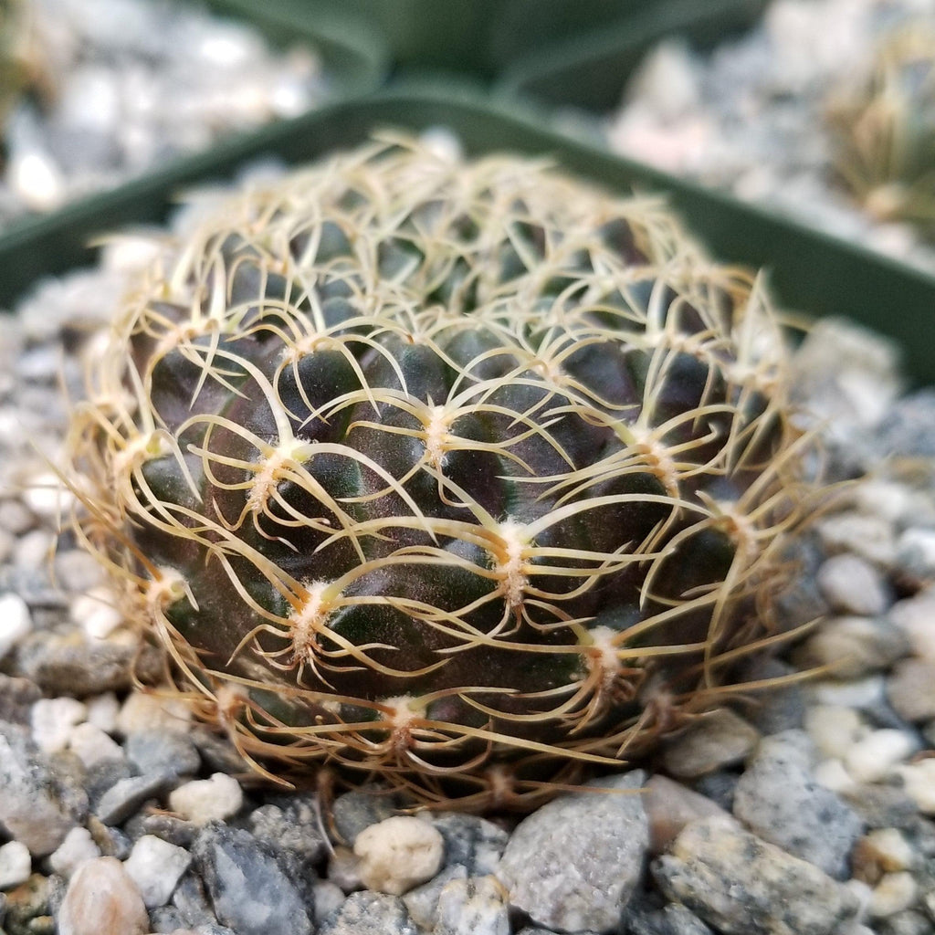 Sulcorebutia candiae