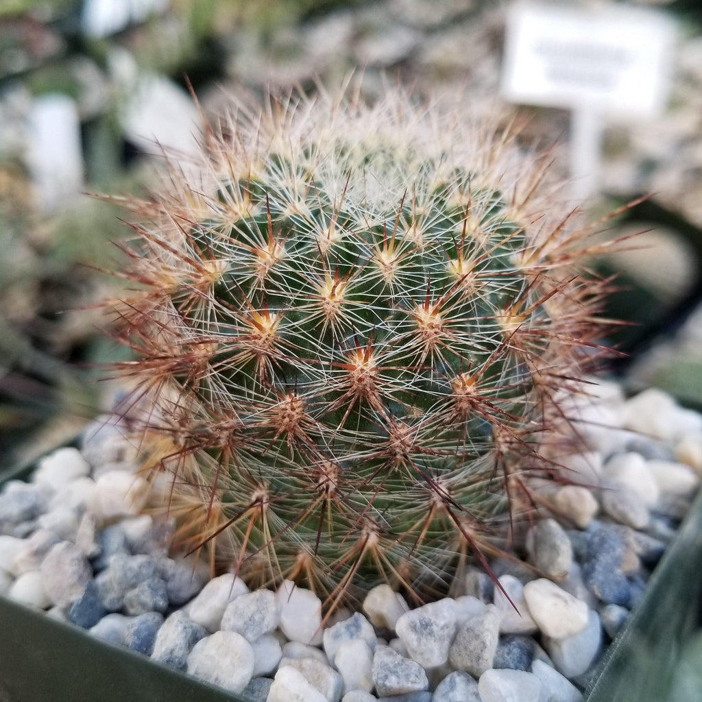Sulcorebutia tiraquensis bicolorispina