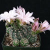 Gymnocalycium bruchii