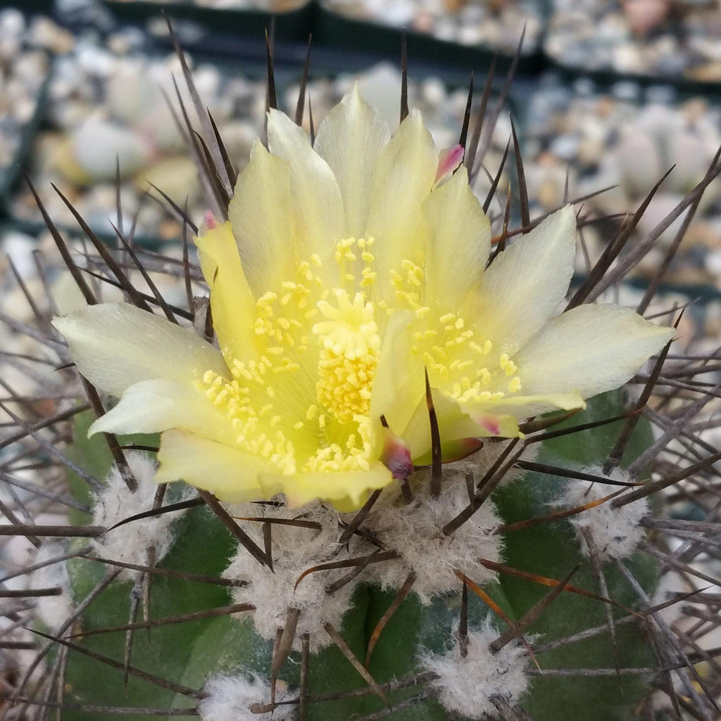 Copiapoa montana