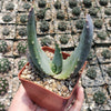 Aloe comptonii