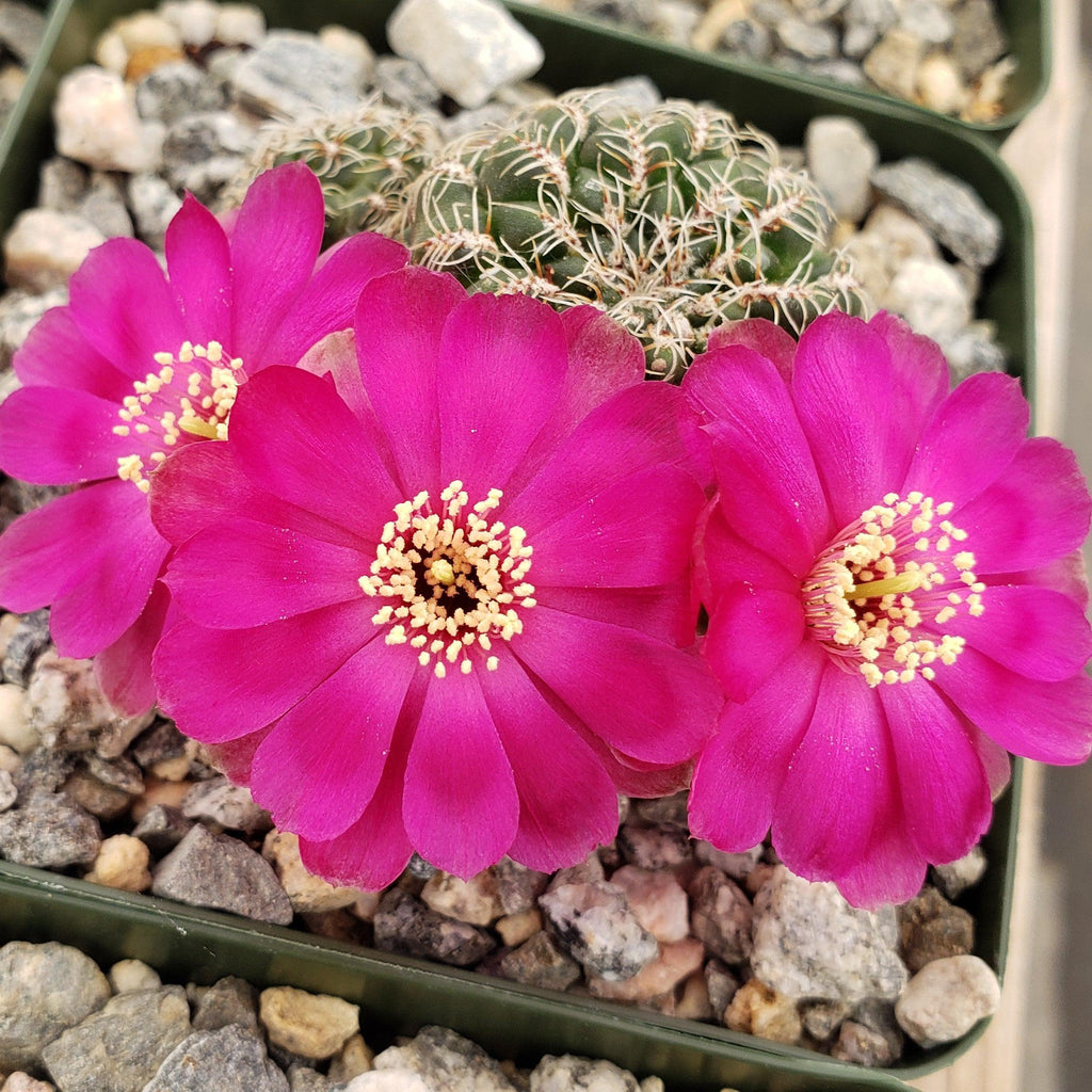 Sulcorebutia Zavaletae