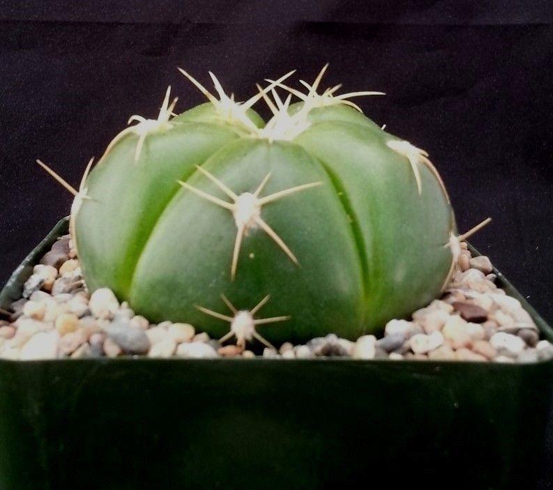 Gymnocalycium horstii